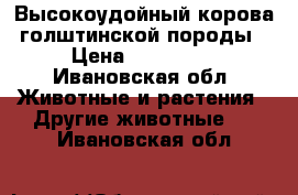 Высокоудойный корова голштинской породы › Цена ­ 110 000 - Ивановская обл. Животные и растения » Другие животные   . Ивановская обл.